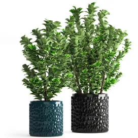 Collection of plants